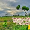 มีฝันอยากได้ที่ดินทำบ้านสวนที่นี่บ้านสวนคลอง14 สดผ่อนได้ T.062-1574449